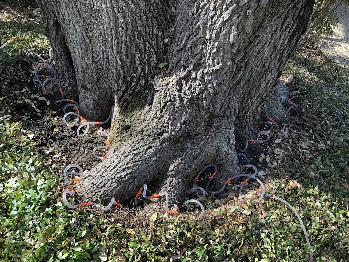 Detailed Tree Cabling and Bracing job site in Perryton