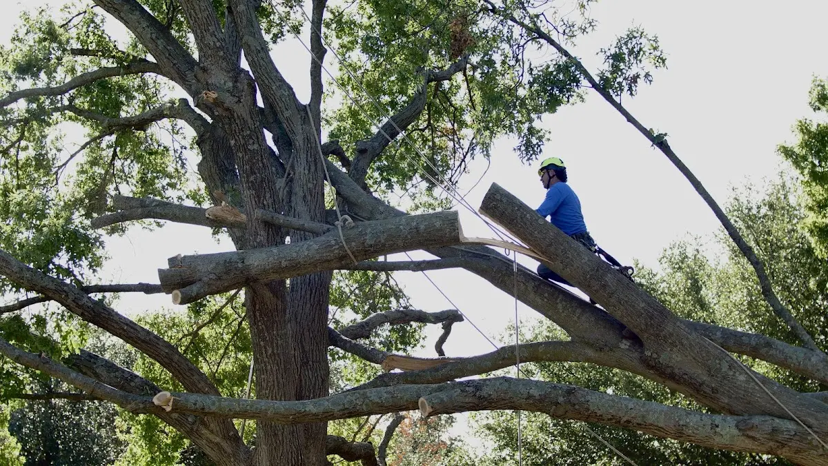 Professional Crown Thinning performed by certified arborists in Perryton
