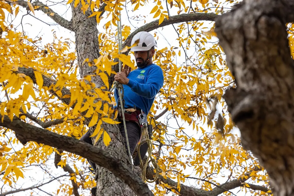 Skilled Tree Planing crew working in Perryton